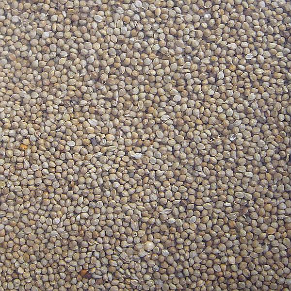 Japanhirse