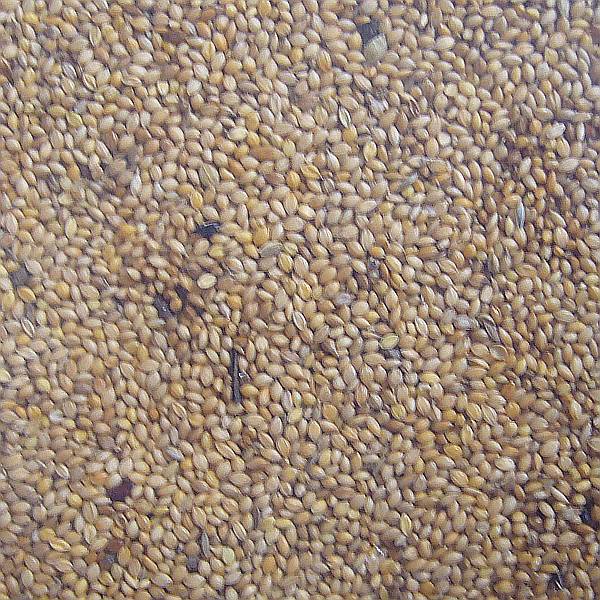Hirse - Senegal Hirse